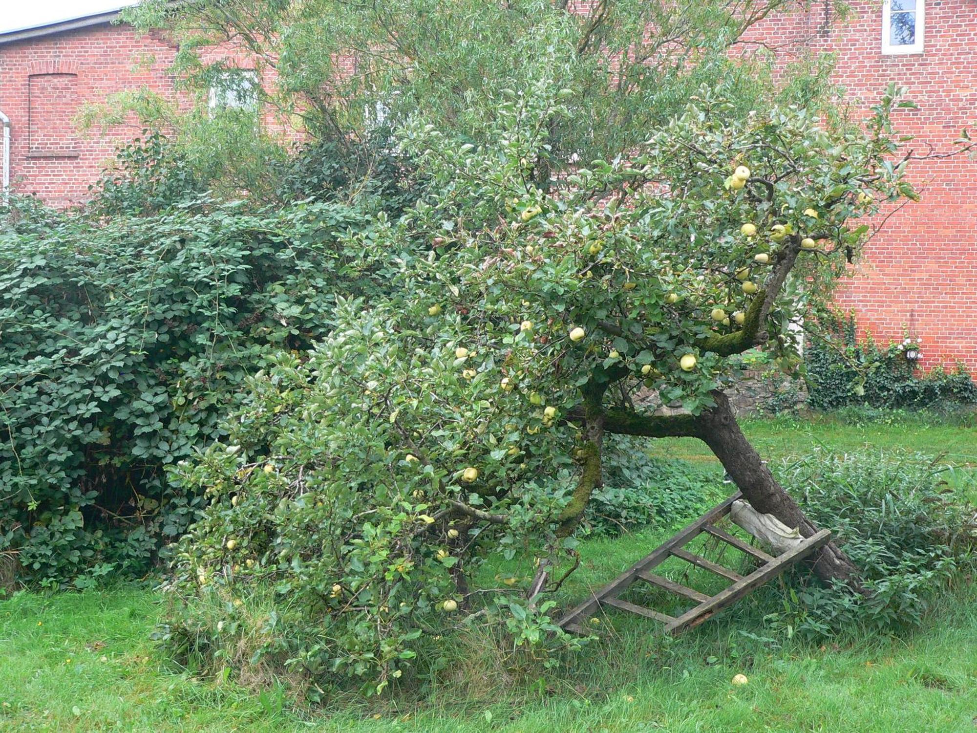 Appartamento Alte Baeckerei Gnade Auf Ruegen Sehlen Esterno foto